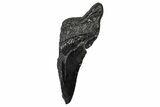 Partial Fossil Megalodon Tooth - South Carolina #356887-1
